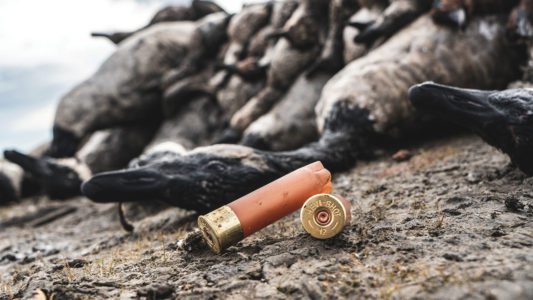 empty shotgun shell in foreground with Canada geese harvest