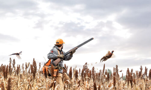 Trends in Pheasant Guns